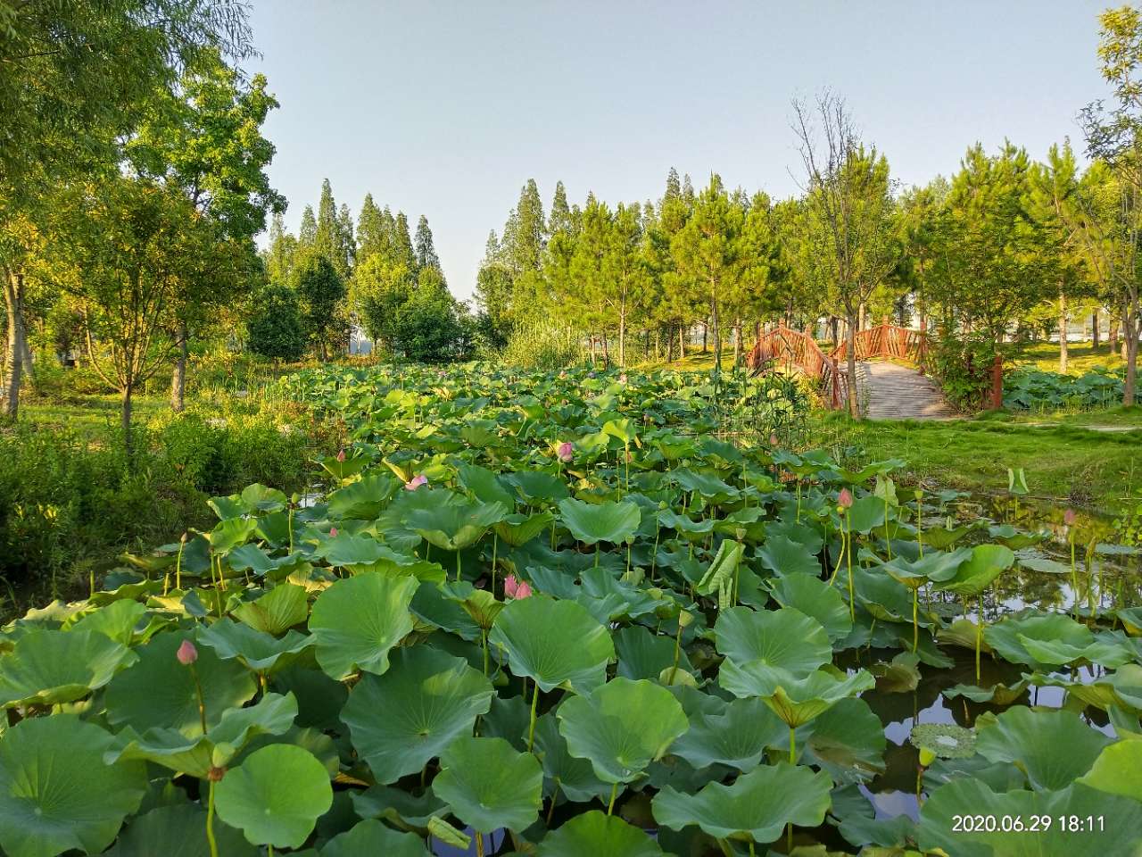 [今日钟祥] 美丽的莫愁湖