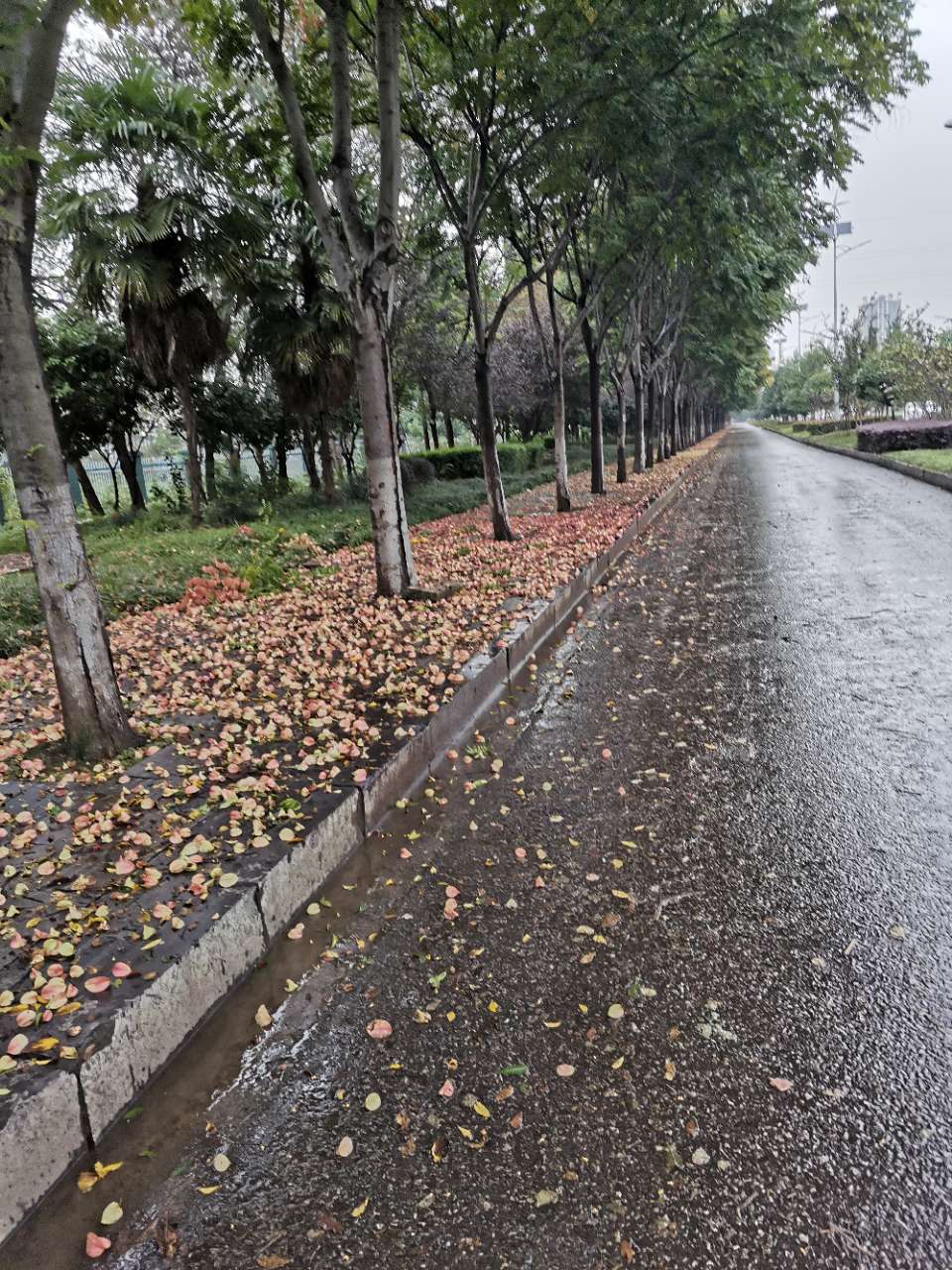 风吹雨打花落